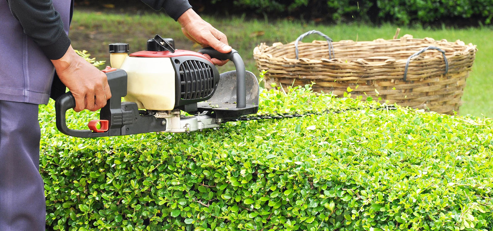 terceirização de serviços jardinagem
